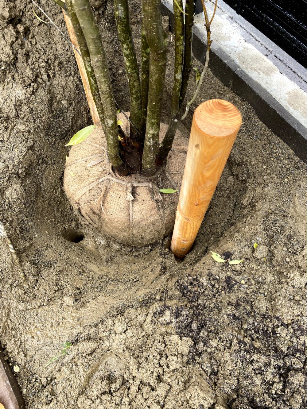 庭の植栽で必要な地下支柱の方法! | アリンコの庭
